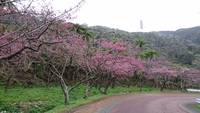 八重岳桜祭り 2016/02/06 14:42:33