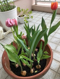 咲きました～(*^_^*) 2018/03/11 01:37:42