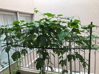 ベランダで栽培してます。デイサービスてだこ苑 2020/11/14 11:11:06