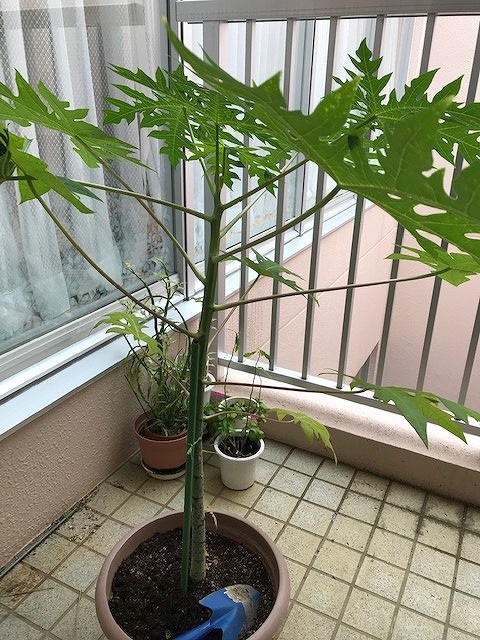 ベランダで栽培してます。デイサービスてだこ苑