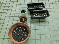 チューリップ(#^.^#) 2018/02/26 23:26:11