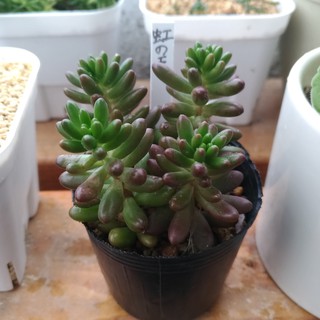 オーロラ 虹の玉 ピーチ姫 ブロンズ姫 多肉植物diary