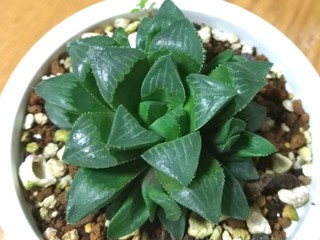 夜のタニパト 多肉植物diary