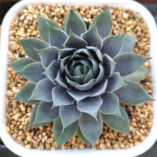 注文の寄せ植え センペルビウム 多肉植物diary 注文の寄せ植え センペルビウム 多肉植物diary