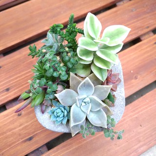 注文の寄せ植え センペルビウム 多肉植物diary