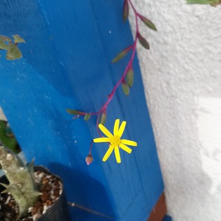 花が咲いた 多肉植物diary