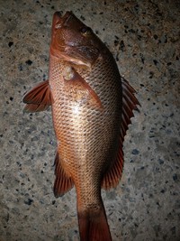 釣り分析