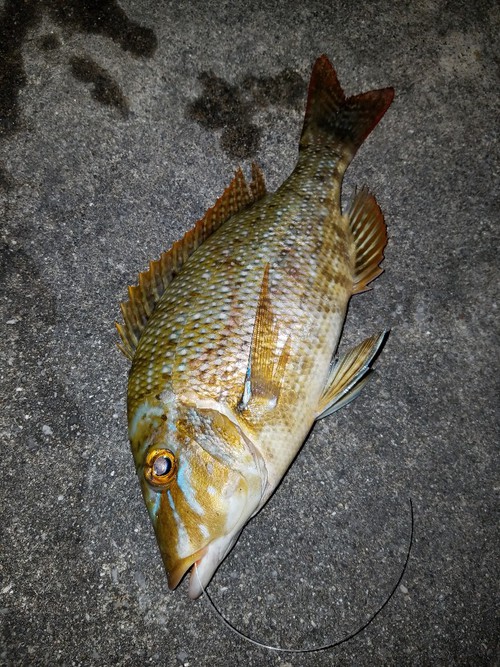 釣り分析