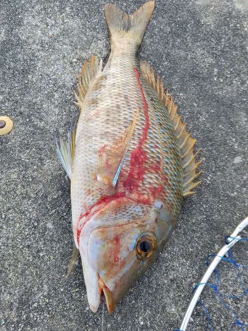 釣り分析