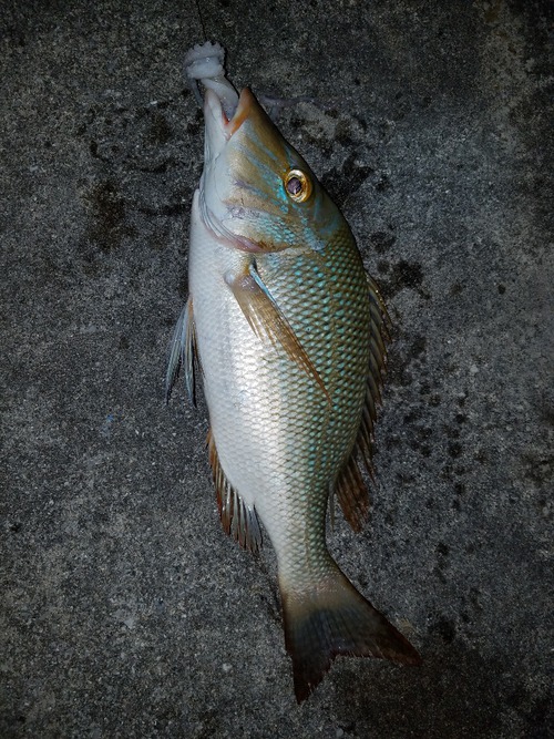 釣り分析