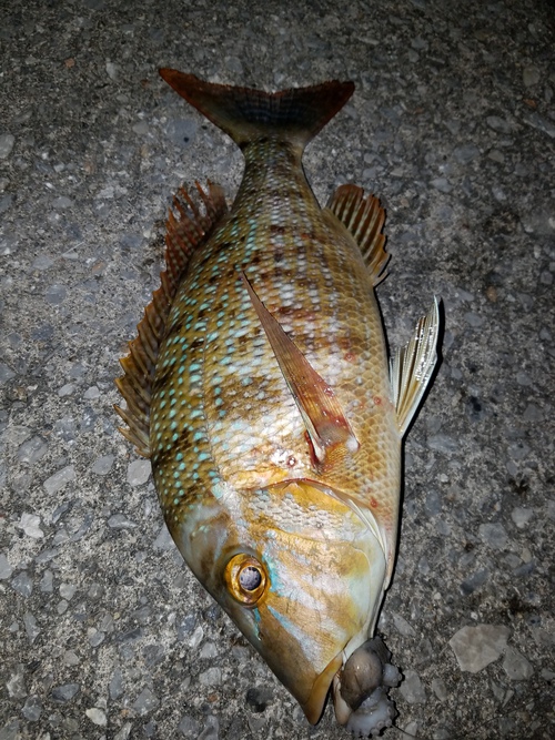 病んでる時こそ釣れる？！