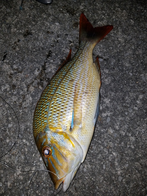 釣場を守りましょう。