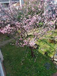桜が咲いてます！