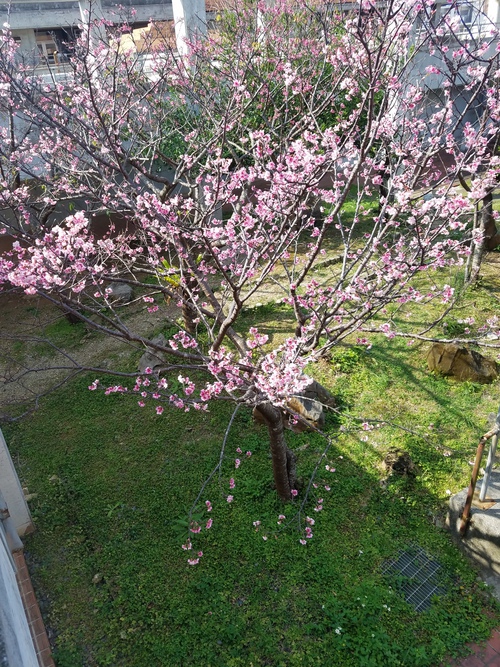 桜が咲いてます！
