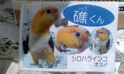 カーエー移送