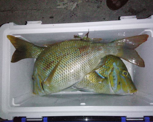 釣果情報！