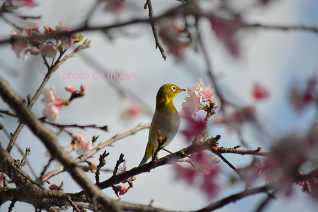 春近し。