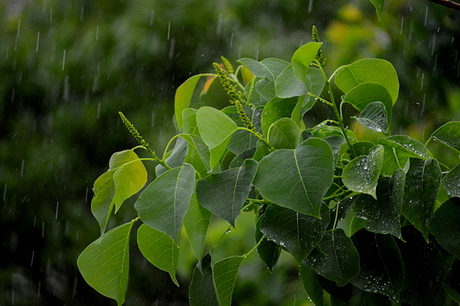 梅雨のそらの下。