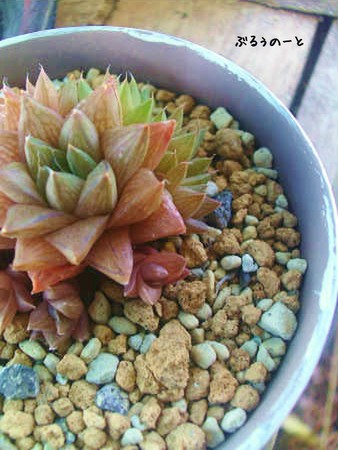 葉が開く ハオルチア。