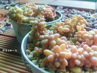 淡いピンク色が 好き。