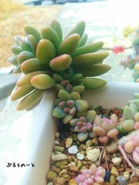 幹が見えない程の成長。