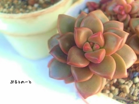 水遣りを控えたら。
