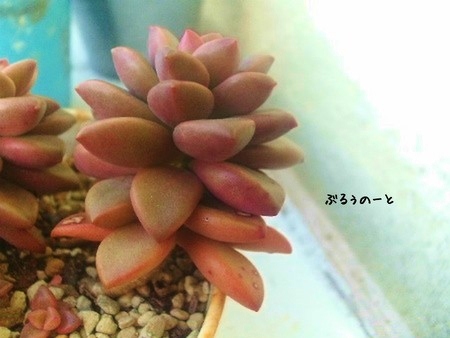 水遣りを控えたら。
