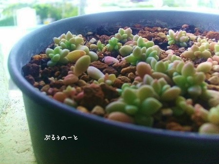 土の上に　葉を蒔いて。
