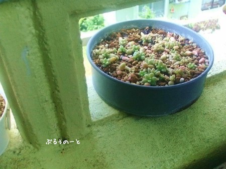 土の上に　葉を蒔いて。