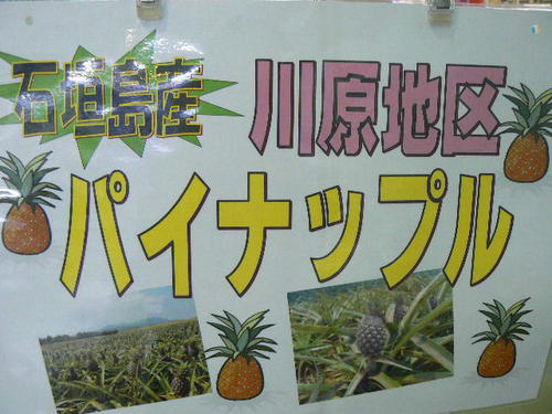 石垣島～パイナップル　ハワイ種