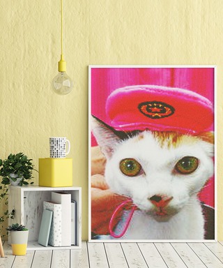 ☆初☆三毛猫のラムちゃんがペットホテルにご来店です