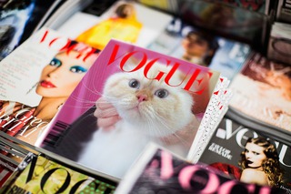 ヒマラヤンのエビスちゃんがトリミングにご来店です