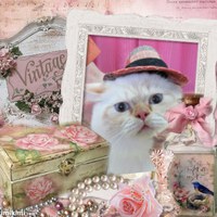 ☆初☆ヒマラヤンのエビスちゃんがトリミングにご来店です