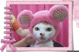 ☆初☆三毛猫のラムちゃんがペットホテルにご来店です