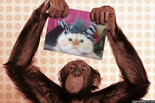 ヒマラヤンのエビスちゃんがトリミングにご来店です