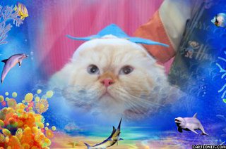 ヒマラヤンのエビスちゃんがトリミングにご来店です