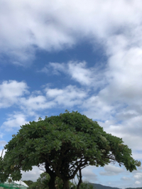 青空に 2022/01/25 18:36:00