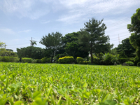 ゴロン