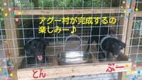 アグー村 看板犬です！