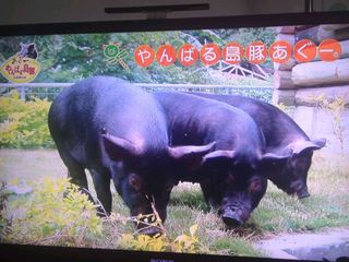 TV島豚ＣＭ