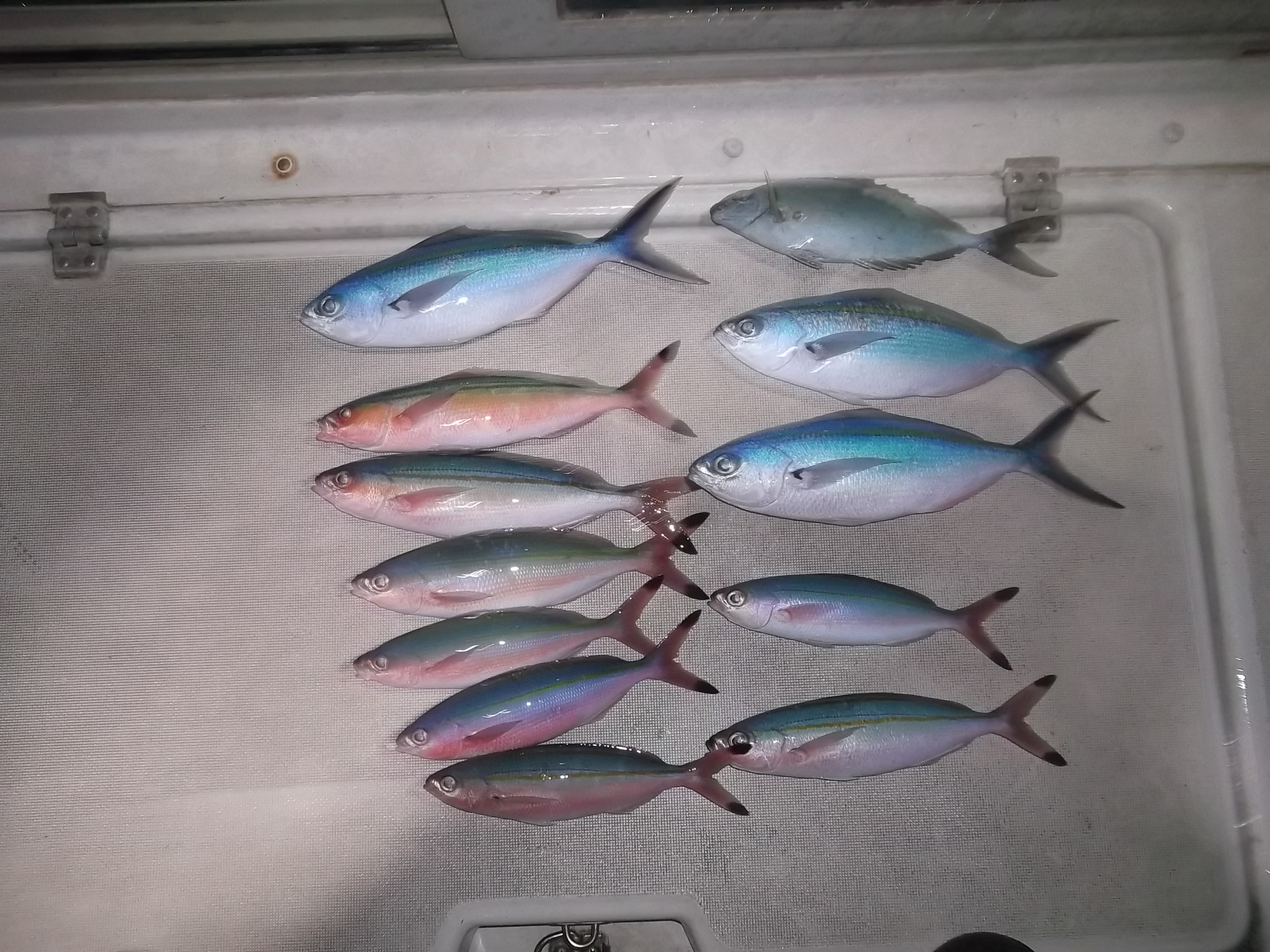 とんじーの釣りの釣果 サビキ釣り 夜釣り