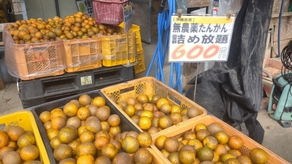 桜を見に八重岳へ②