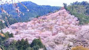 早くも桜が開花！