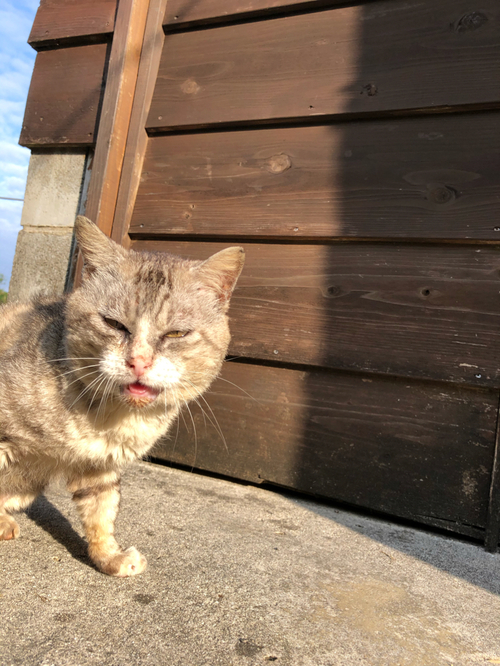 サンチェスの石垣島で ゆんたく 石垣島は