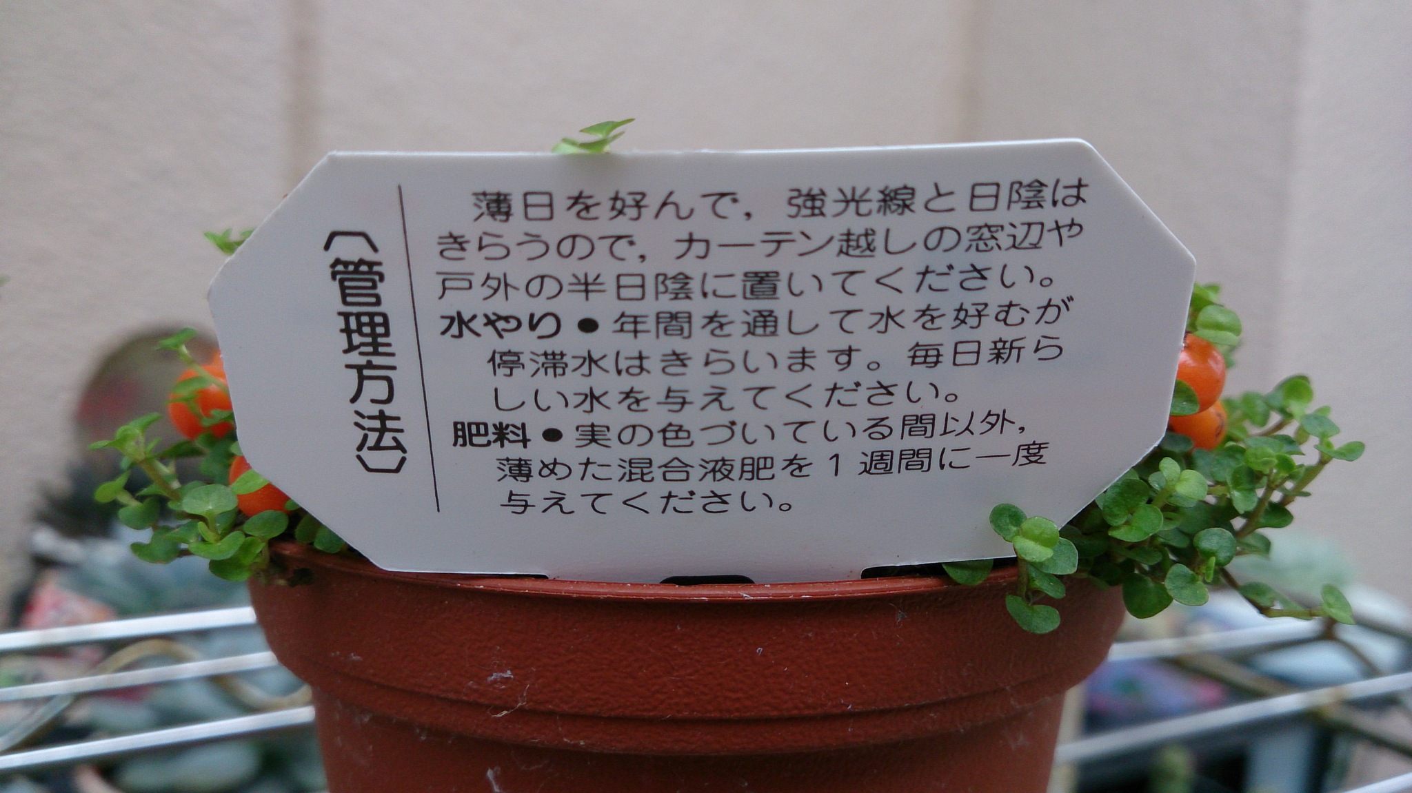 魅惑の植物(*ﾉωﾉ)