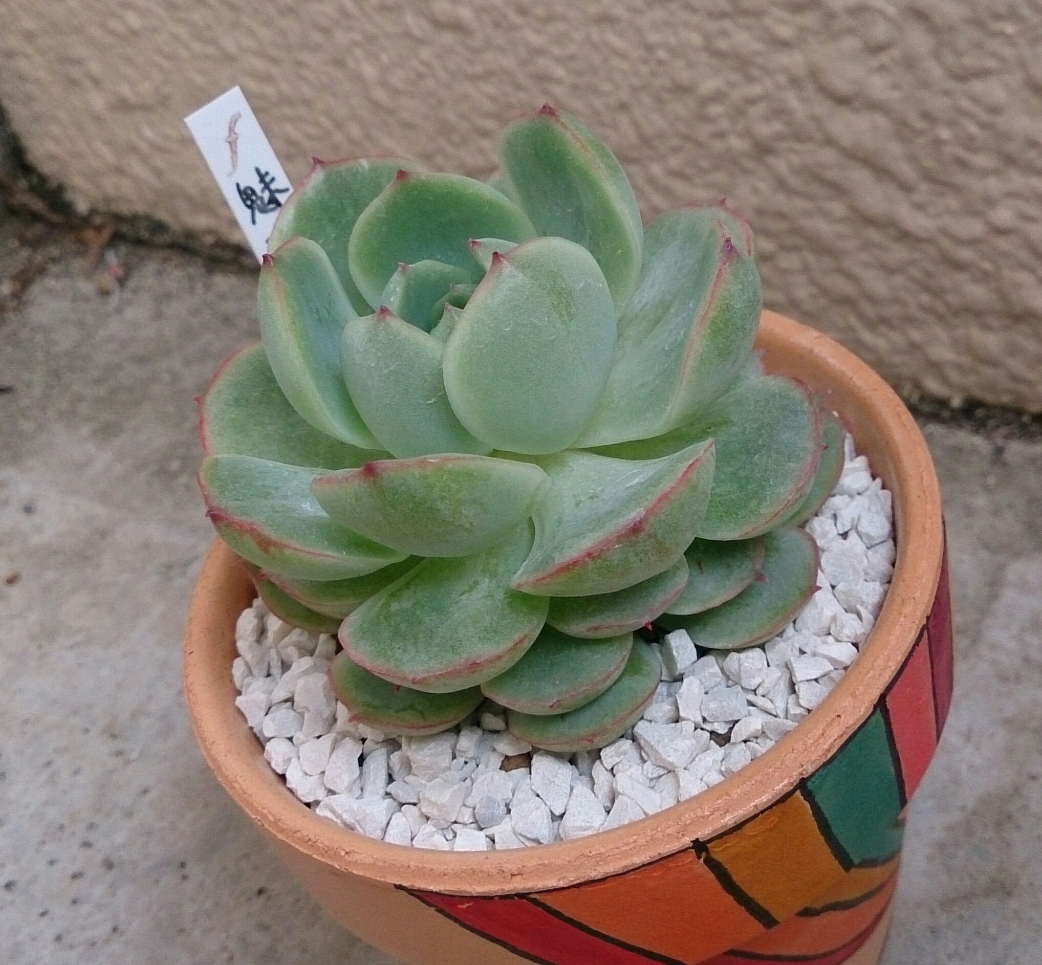 完全リニューアル寄せ植え!(^^)!
