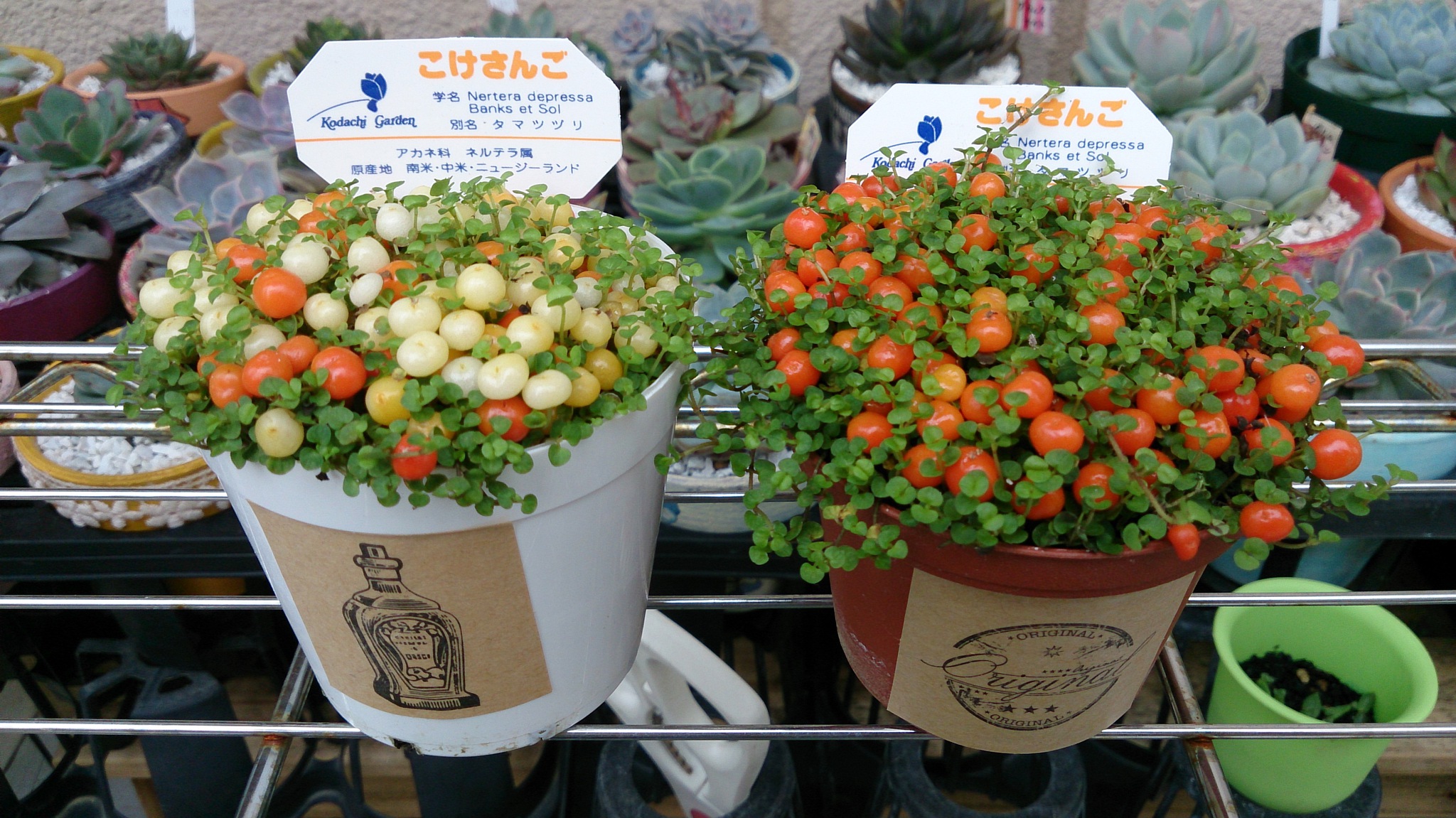 魅惑の植物(*ﾉωﾉ)