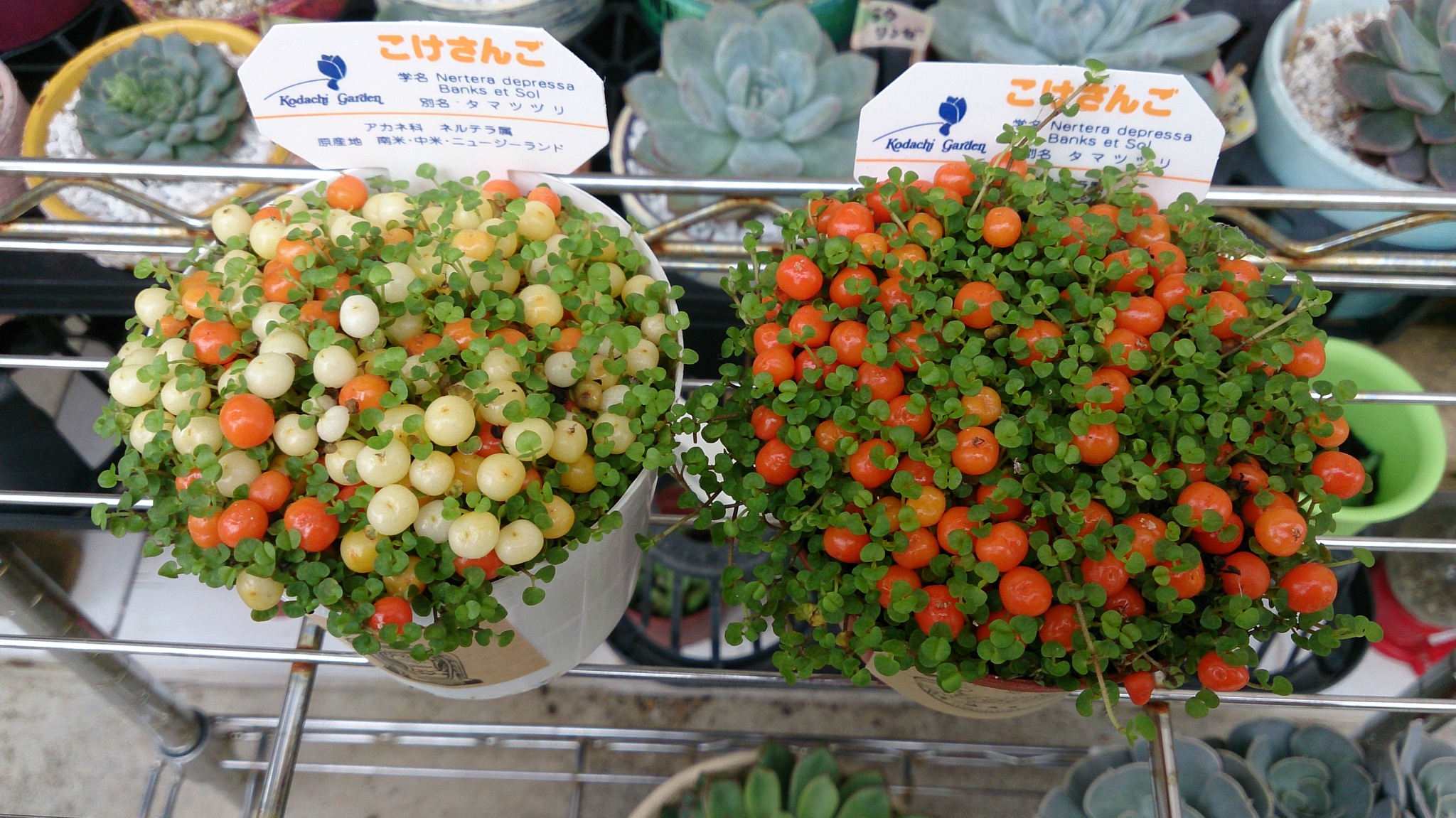 魅惑の植物(*ﾉωﾉ)