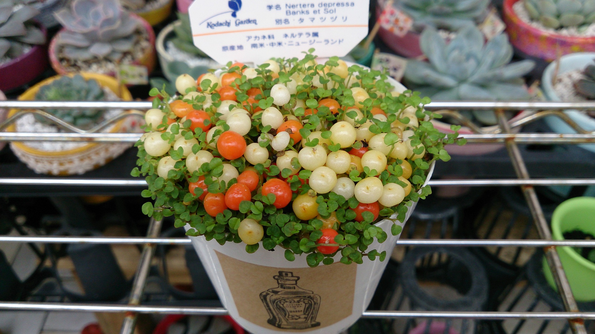 魅惑の植物(*ﾉωﾉ)
