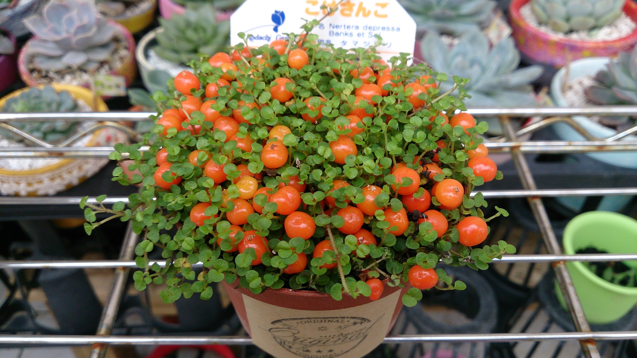 魅惑の植物(*ﾉωﾉ)